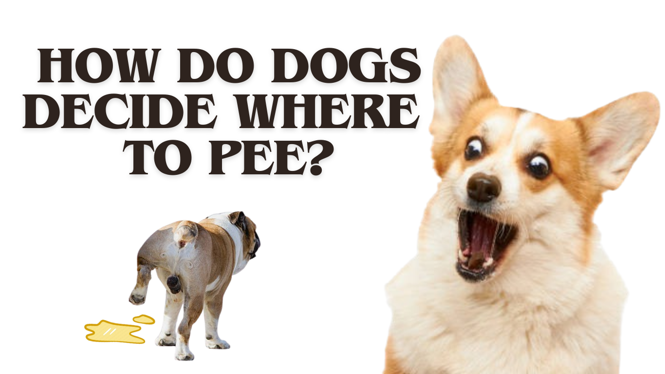 How Do Dogs Decide Where to Pee?