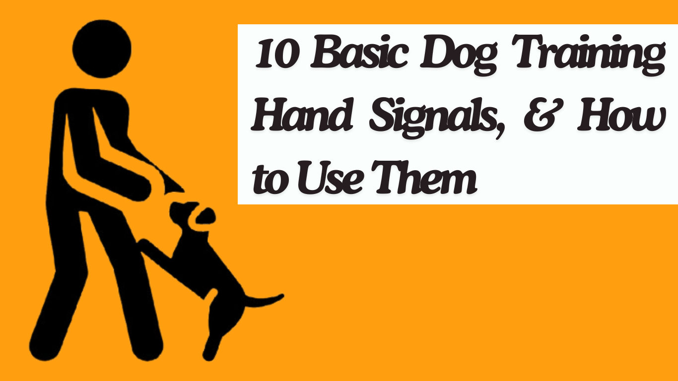 10 Basic Dog Training Hand Signals, & How to Use Them