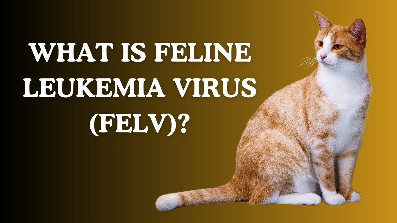 Is Your Cat at Risk? The Truth About Feline Leukemia Virus (FeLV)