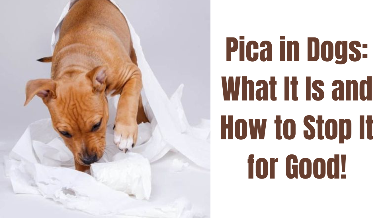 Pica in Dogs: What It Is and How to Stop It for Good!