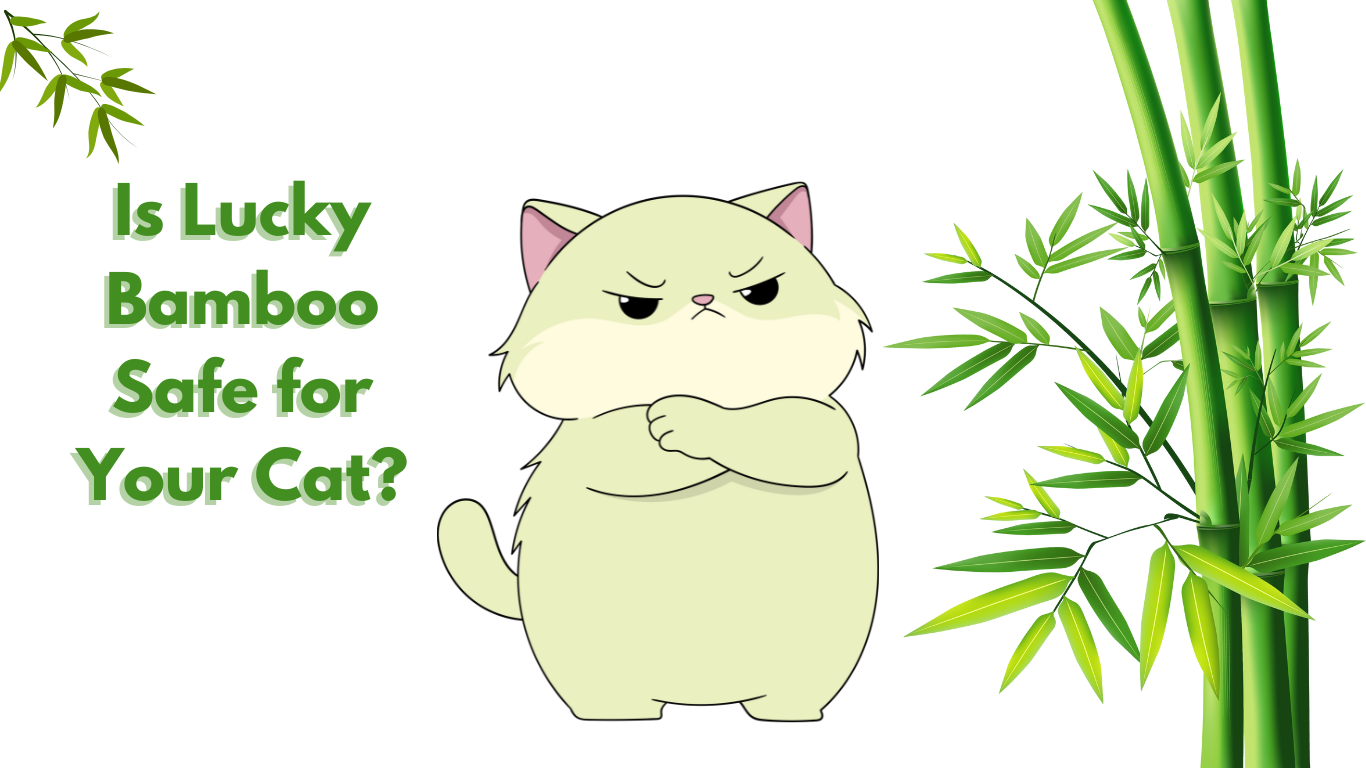 Lucky Bamboo Plants and Cats: Is This Popular Houseplant Safe for Your Feline Friend?