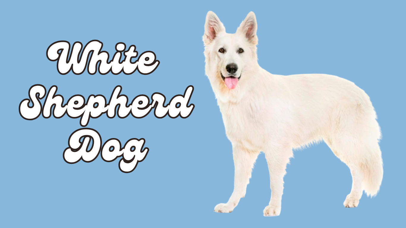 The Ultimate Guide to White Shepherd Dogs: What You NEED to Know!