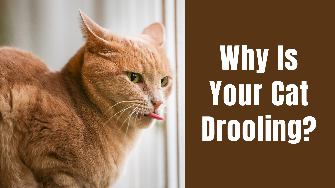 Why Is Your Cat Drooling? Common Causes and What You Should Know