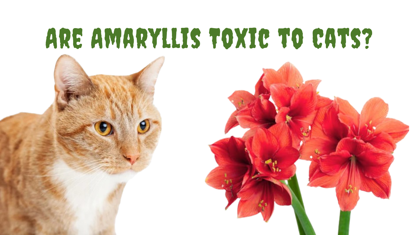 Is Your Cat at Risk? The Shocking Truth About Amaryllis and Toxicity!