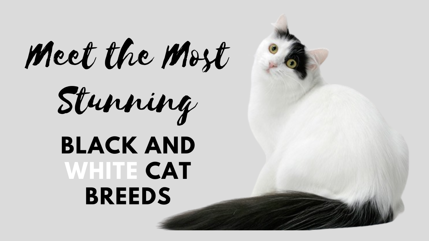 Meet the Most Stunning Black and White Cat Breeds: Tuxedo Beauties You’ll Fall in Love With!