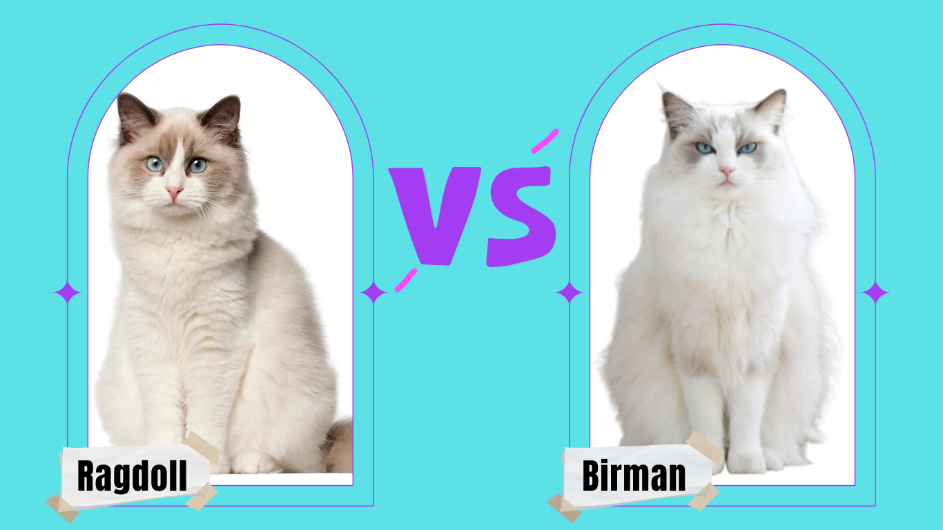 The Differences Between Ragdoll & Birman Cats