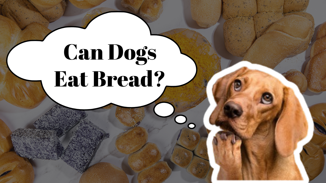 Can Dogs Eat Bread? The Answer Every Dog Owner Needs to Know!