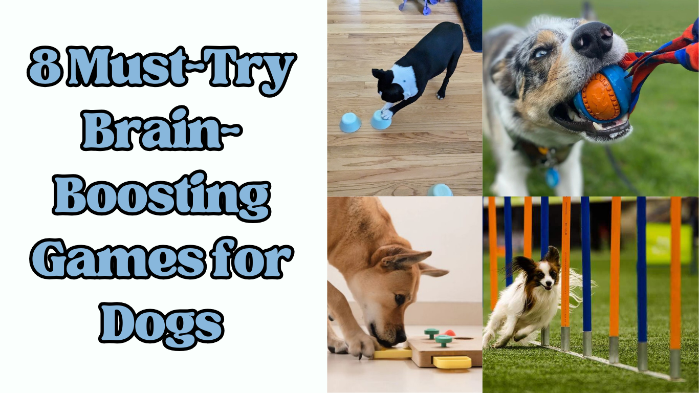 8 Must-Try Brain-Boosting Games for Dogs – Vet-Approved Fun!