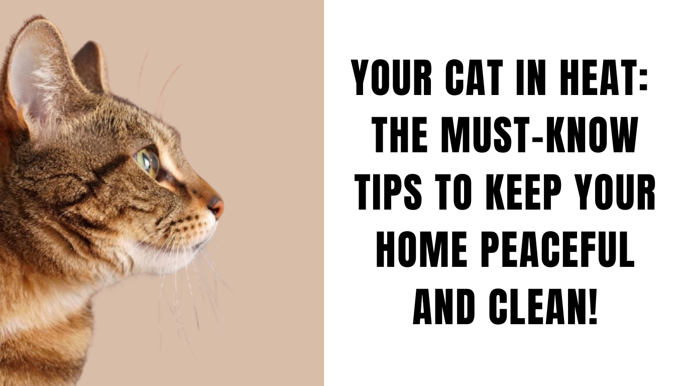 Your Cat in Heat: The Must-Know Tips to Keep Your Home Peaceful and Clean!