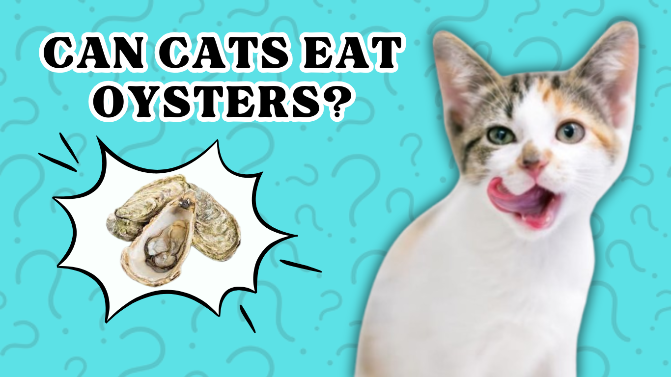 Can Cats Eat Oysters?