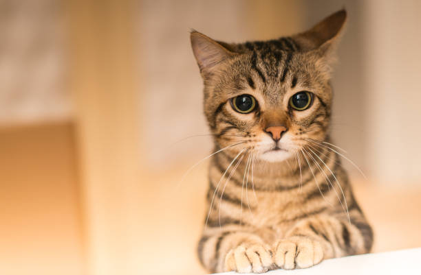 Can Cats Sense When a Feline Friend Passes Away? The Surprising Truth About Feline Grief!