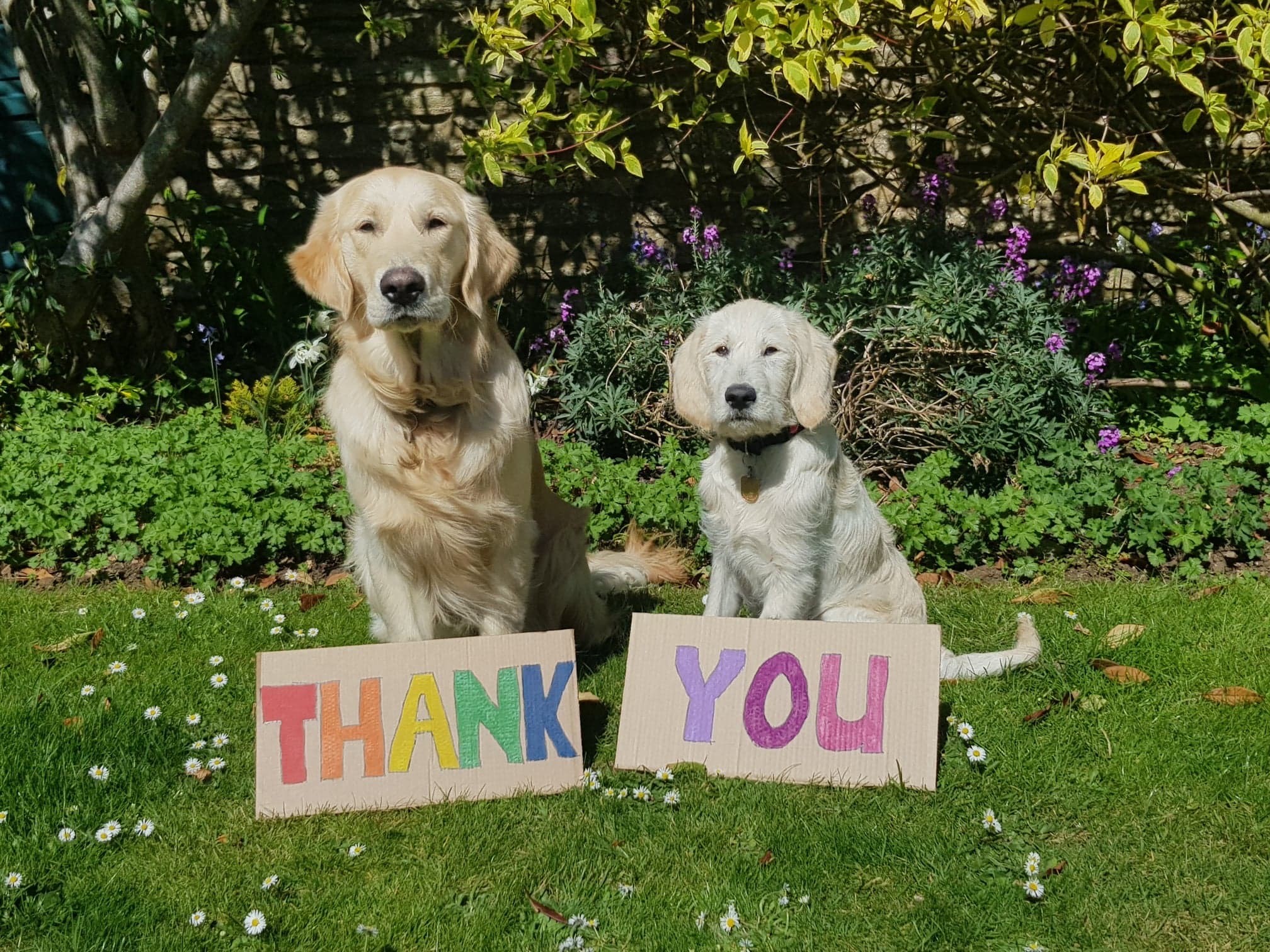 How Do Dogs Say Thank You? Understanding Your Dog’s Gratitude