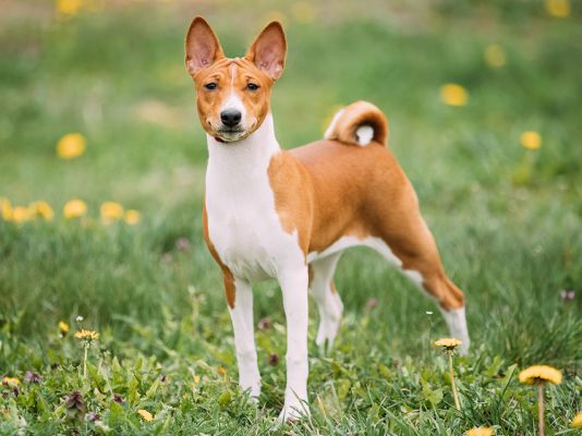 Basenji Dog Breed: A Barkless Wonder Full of Charm