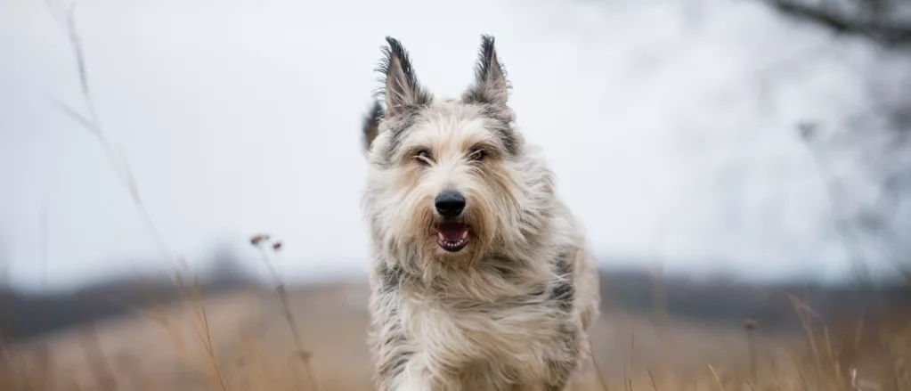 Berger Picard: A Charming and Rare Shepherd Breed