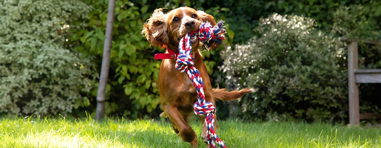 Say Goodbye to Misbehavior: Proof Your Dog’s Training with These Expert Hacks!