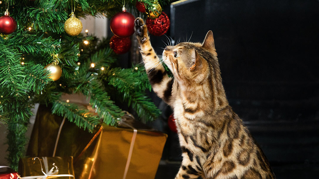 Why Cats Love Christmas Trees?