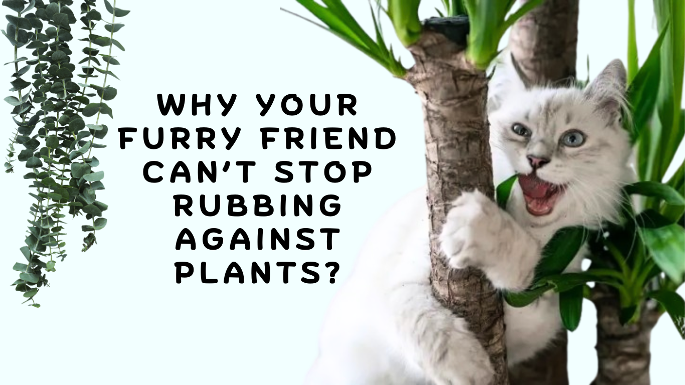 Cat Owners, Ever Wondered Why Your Furry Friend Can’t Stop Rubbing Against Plants? Here’s the Truth!