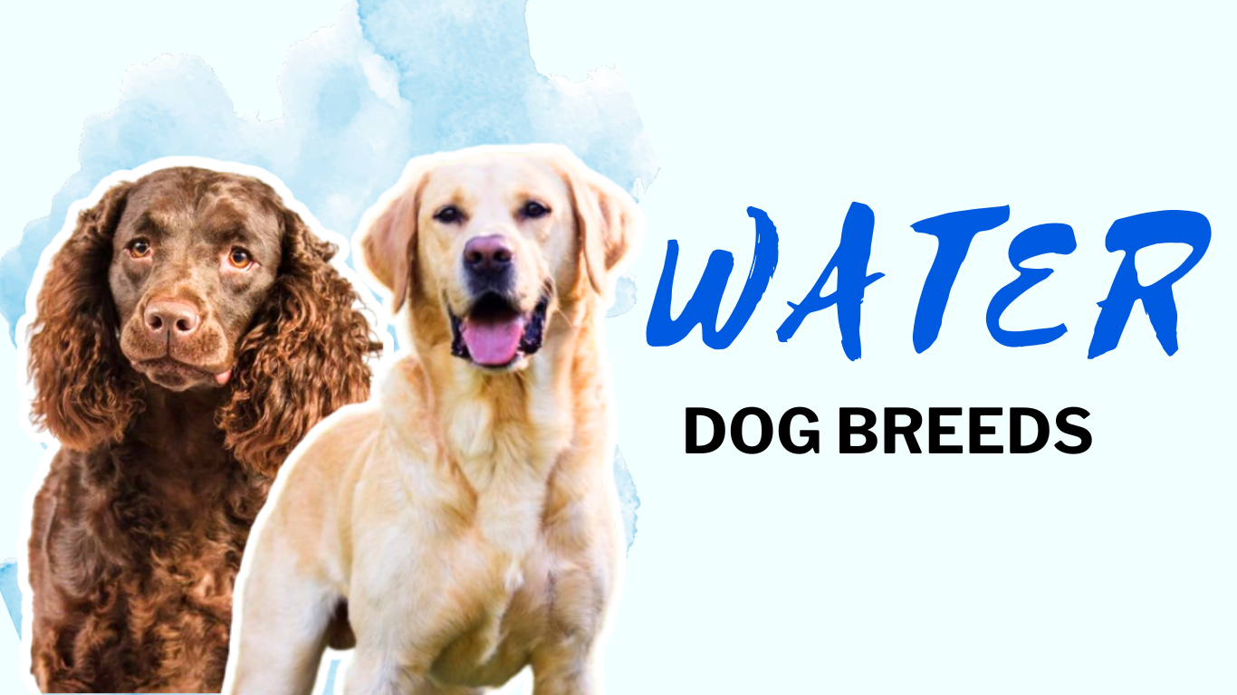 Water Dog Breeds That Will Blow Your Mind: Facts, Photos & Fascinating History!