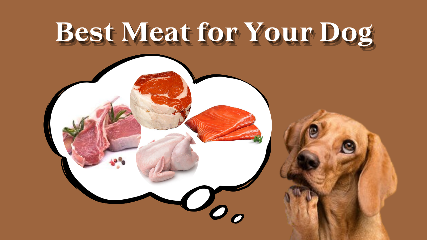 The Ultimate Guide to Choosing the Best Meat for Your Dog