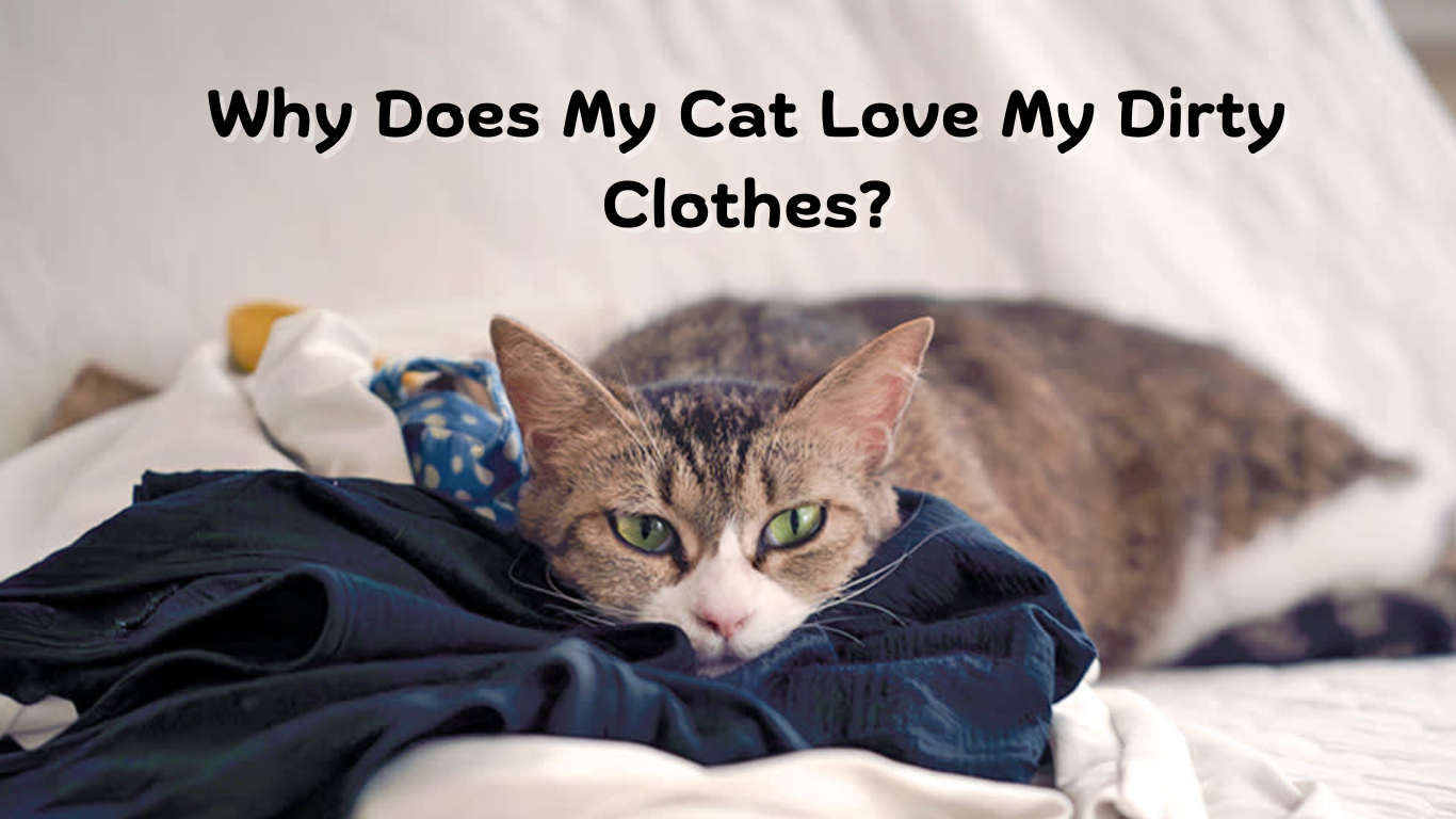 Why Does My Cat Love My Dirty Clothes?