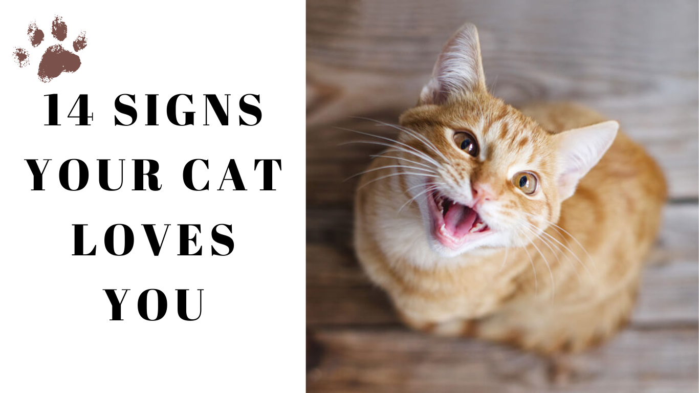 14 Surprising Signs Your Cat Loves You – #7 Will Shock You!