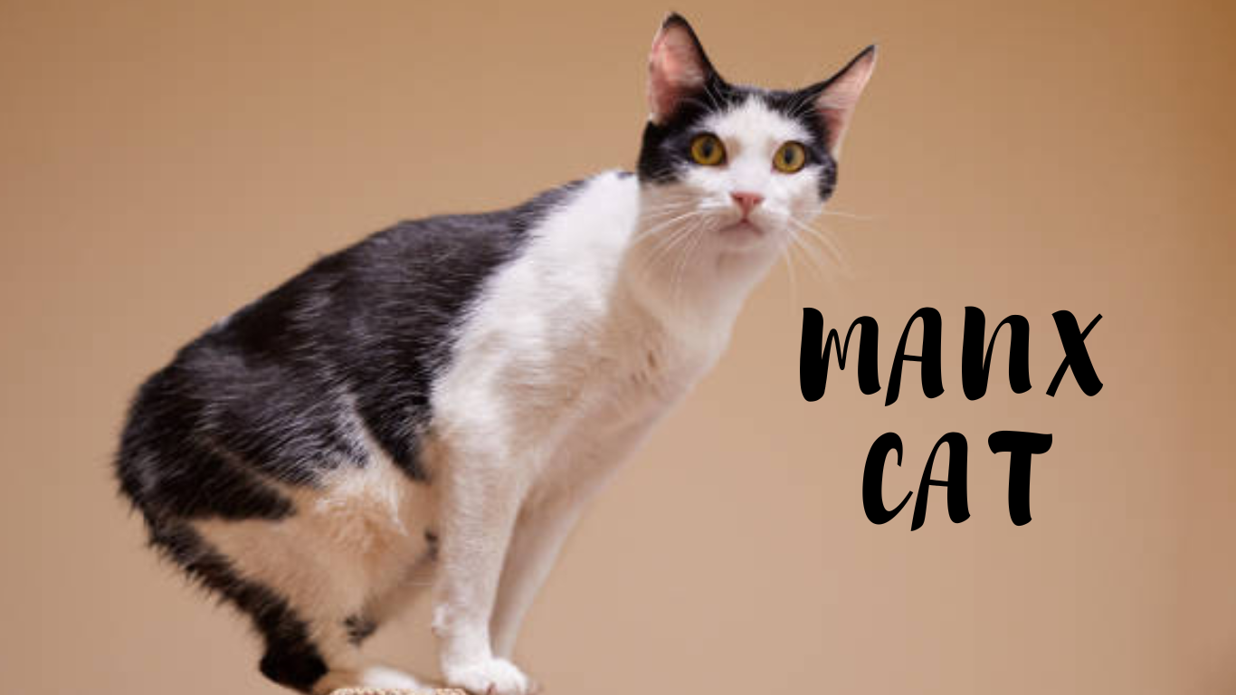 Manx Cat Breed Characteristics: What Makes Them Unique