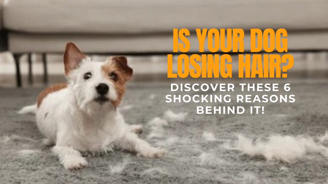 Is Your Dog Losing Hair? Discover These 6 Shocking Reasons Behind It!