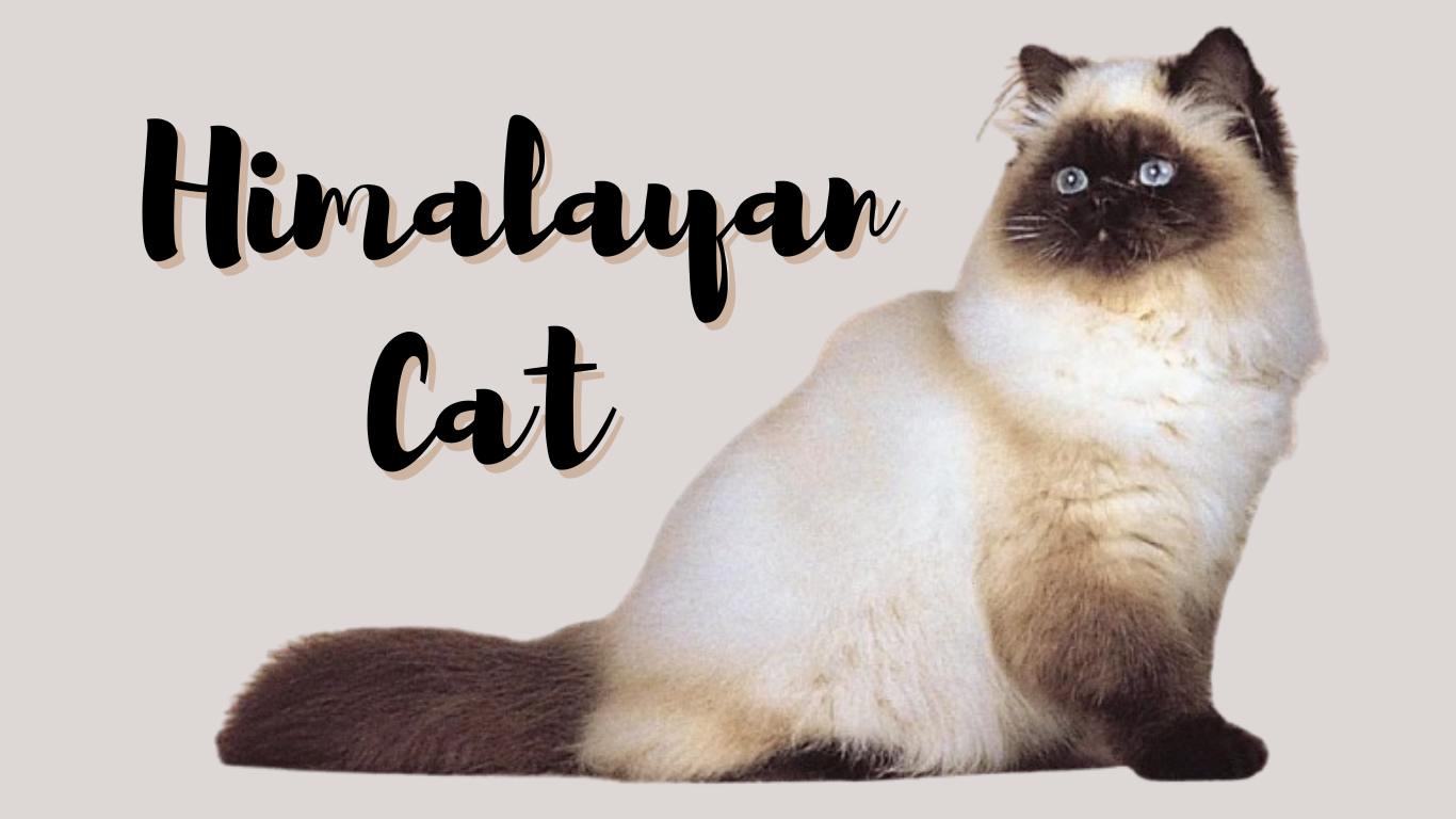 The Himalayan Cat: A Mesmerizing Mix of Beauty and Charm You Won’t Believe!