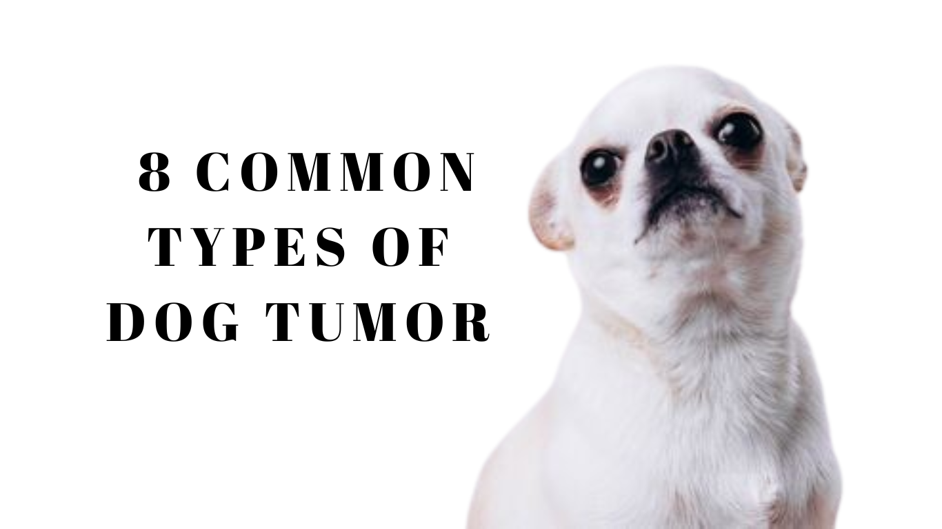 Shocking Signs of Dog Tumors: 8 Types Every Pet Owner Needs to Know!