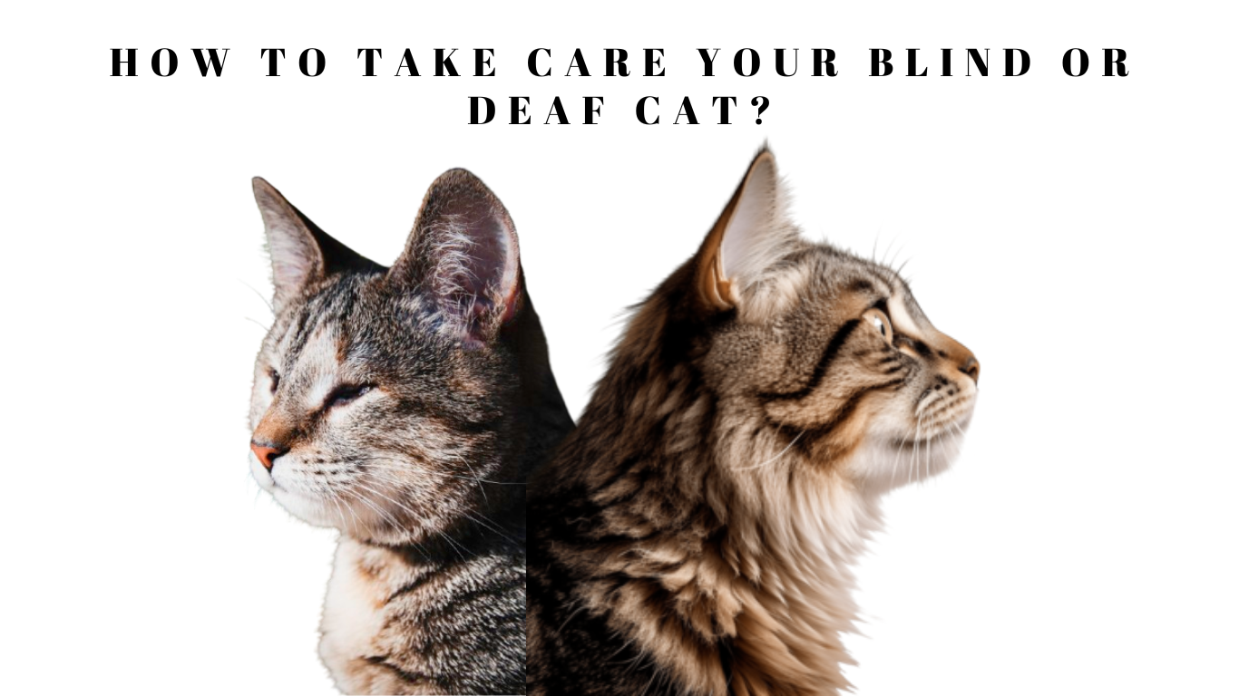 Caring for a Blind or Deaf Cat? Here’s Everything You Need to Know!