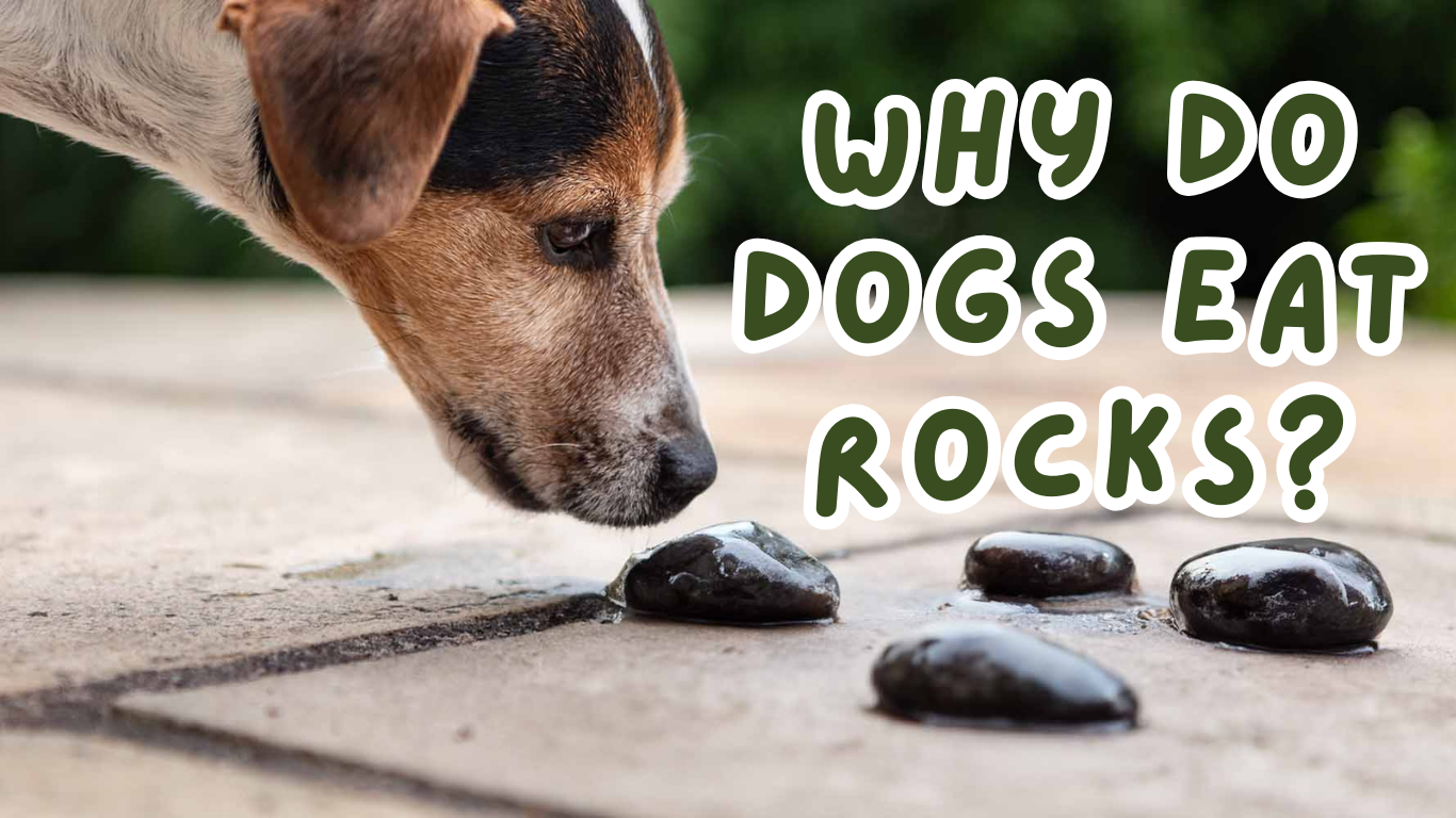 Why Do Dogs Eat Rocks? Understanding the Behavior and How to Stop It