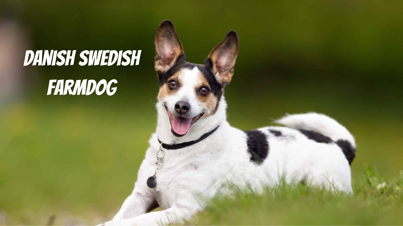 Why the Danish Swedish Farmdog Could Be Your Perfect Pet: Must-Known Facts, Adorable Pics & Expert Care Tips!