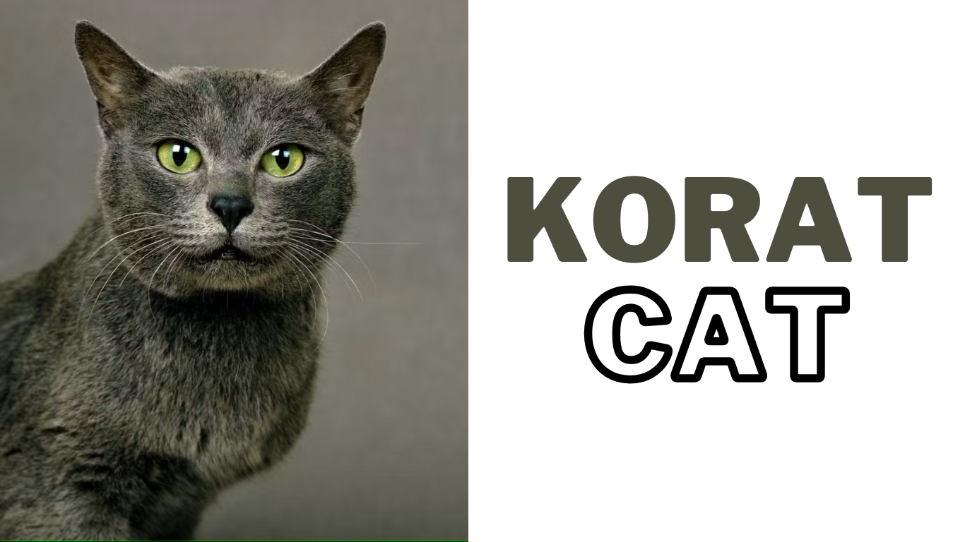 Why the Korat Cat is the Ultimate Good Luck Charm You Need to Know About!