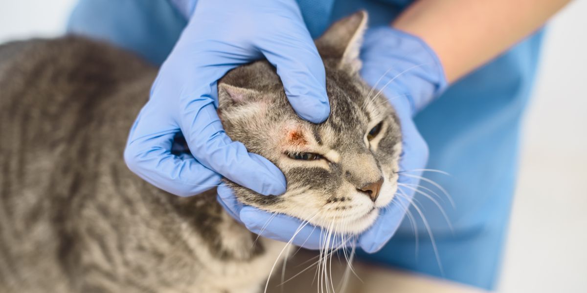 Cat Ringworm: Signs, Spread, Diagnosis, and Treatment