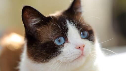 Snowshoe Cat: The Charming and Rare Feline Companion