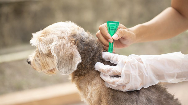 Tick Alert: What Every Dog Owner Needs to Know About Ehrlichiosis and Anaplasmosis