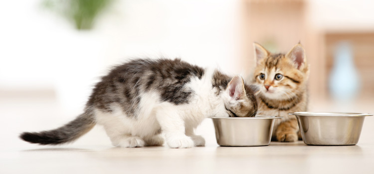 What Every Cat Parent Should Know About Feeding Kittens