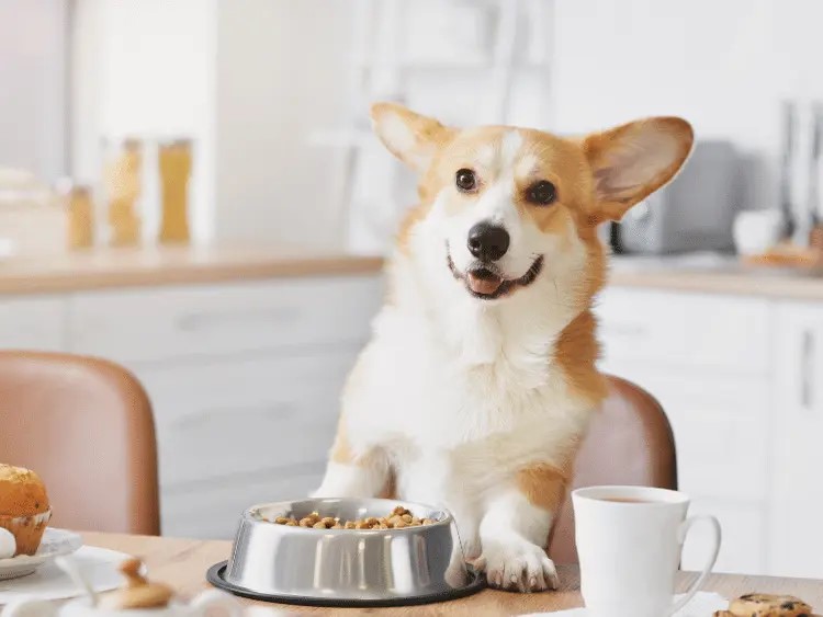 What Your Vet Wants You to Know About Picking the Best Dog Food