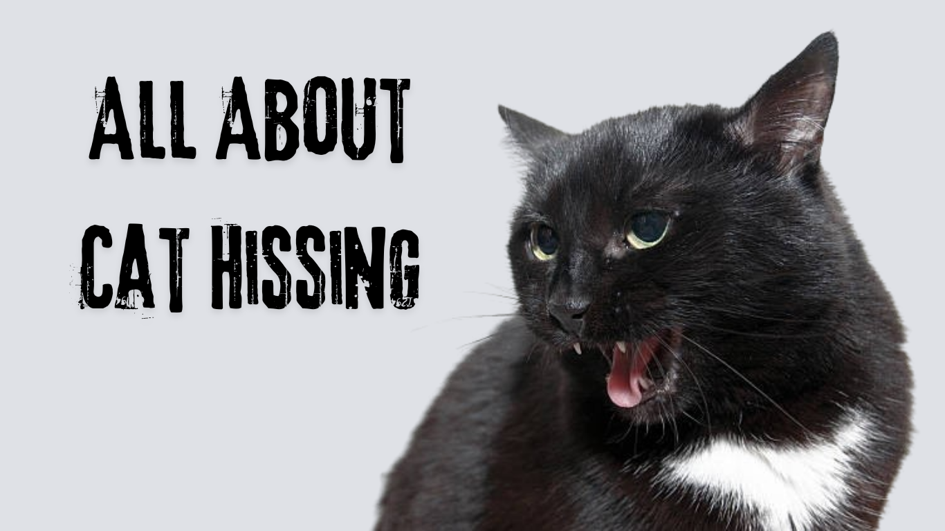 All About Cat Hissing: Understanding Why Cats Hiss and How to Respond