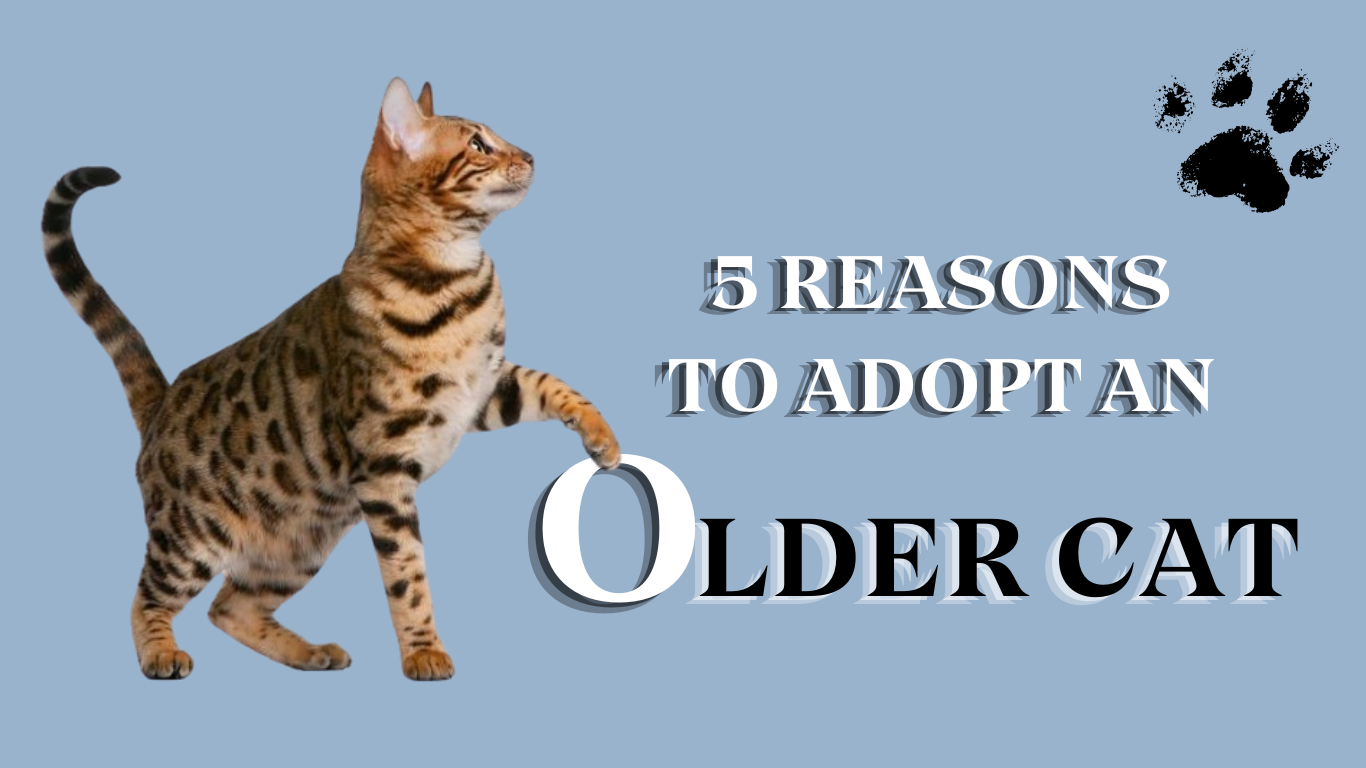 5 Reasons to Adopt an Older Cat: The Purr-fect Companion Awaits!