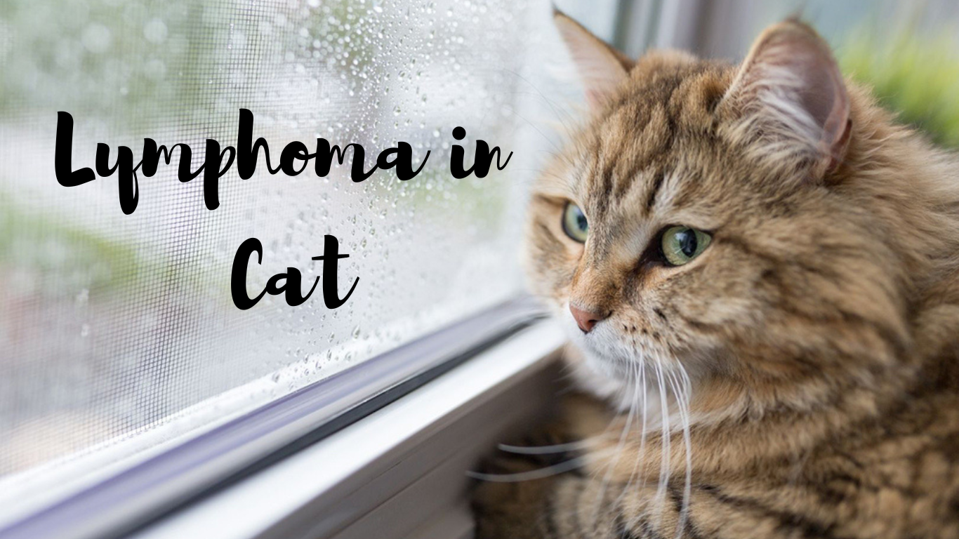 Lymphoma in Cats: Understanding Symptoms, Diagnosis, and Treatment