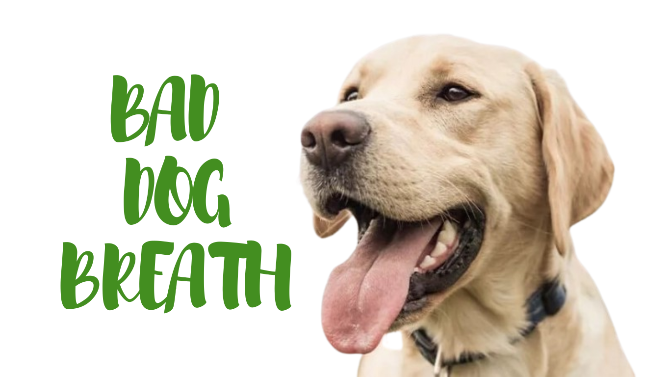 How to Get Rid of Bad Dog Breath: A Complete Guide for Fresh Pups