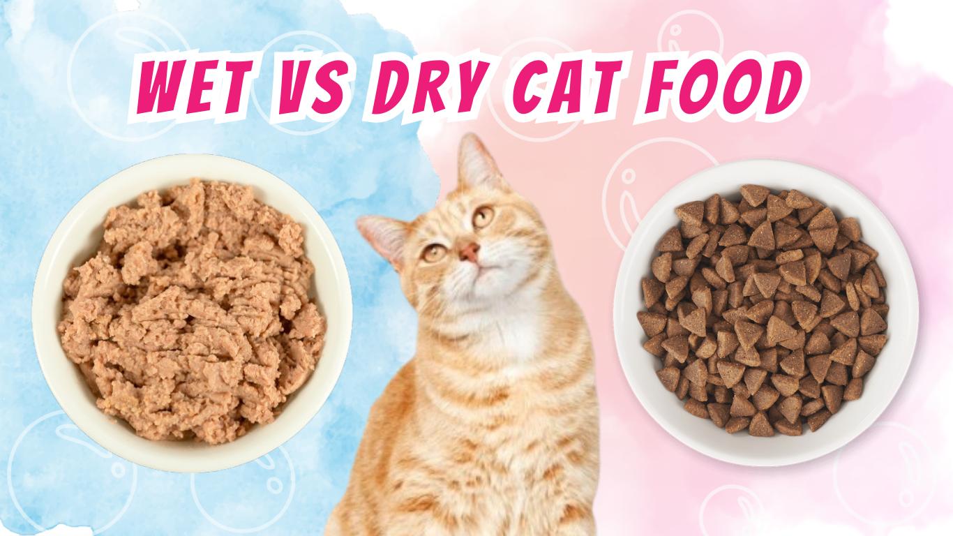 Wet vs Dry Cat Food: What You Need to Know Before You Decide