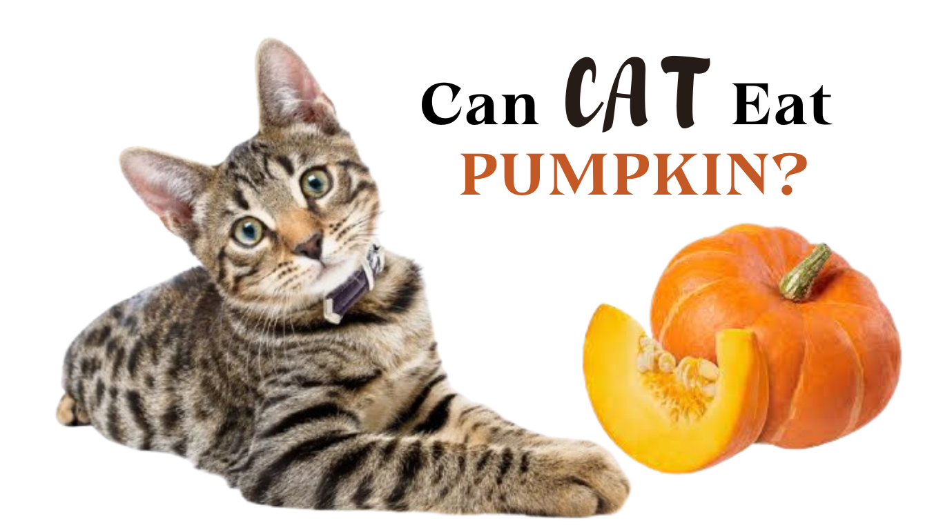 Can Cats Eat Pumpkin? A Comprehensive Guide