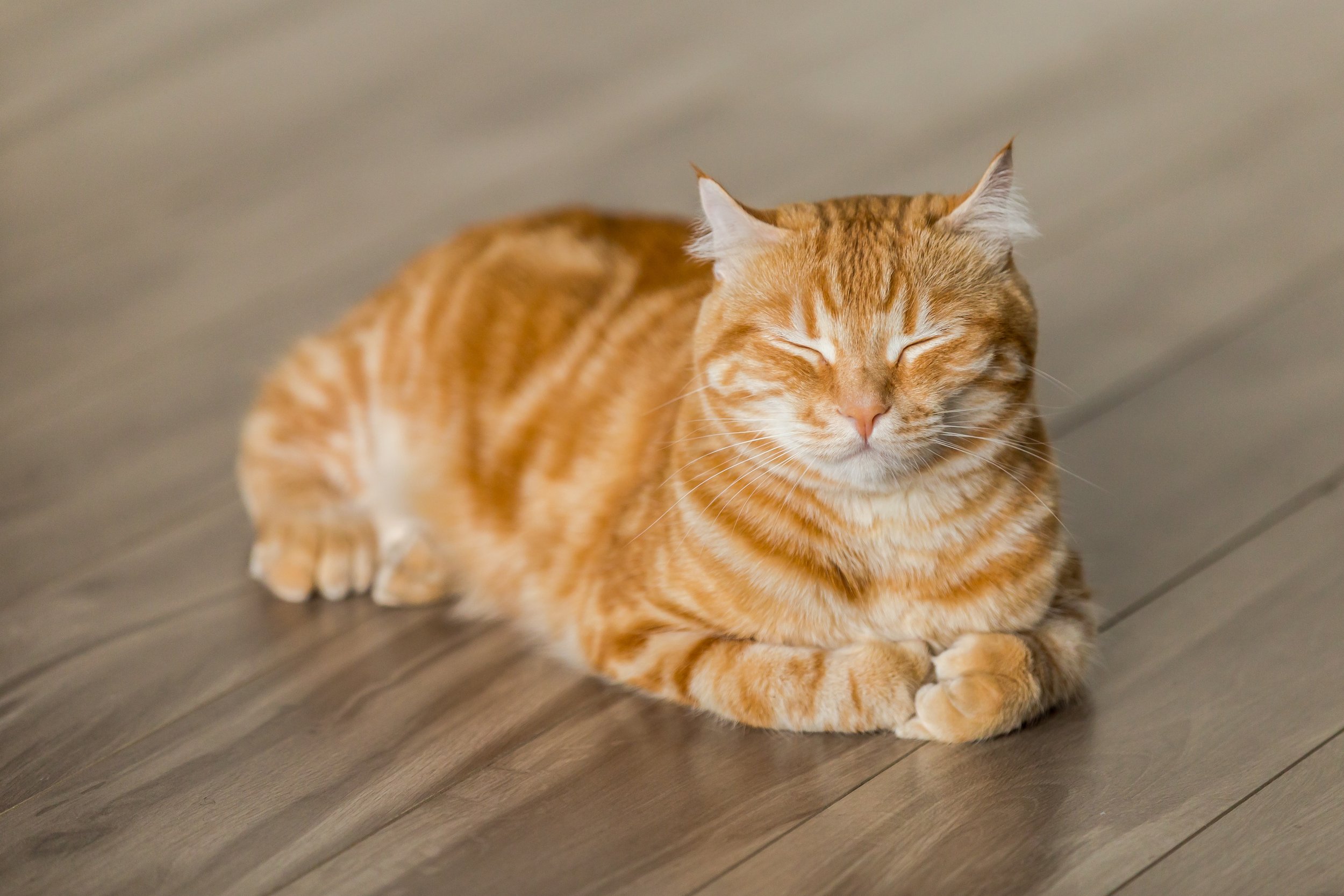 Managing Cat Diarrhea: Tips for a Healthy Feline