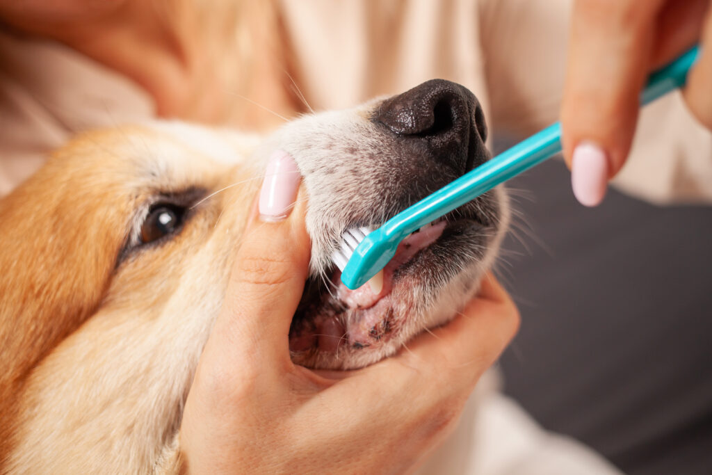 Pet Dental Care: Why It’s Crucial for Your Furry Friend’s Well-Being