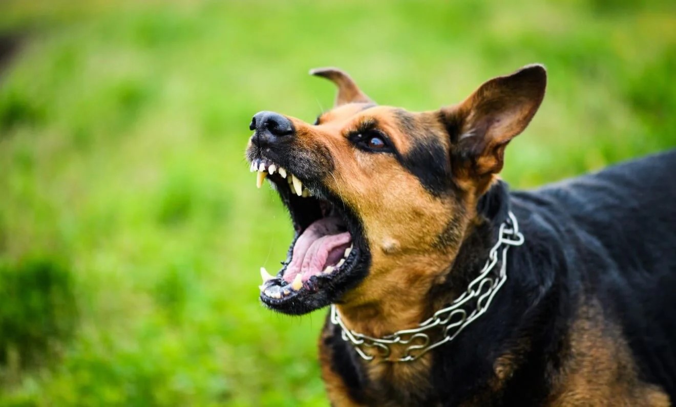 Is Your Dog Aggressive? How to Spot, Understand, and Manage Aggression