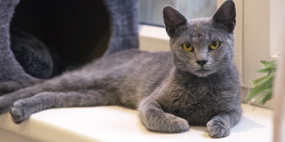 Types of Short-Haired Gray Cats: Discover the Charismatic Shades of Gray