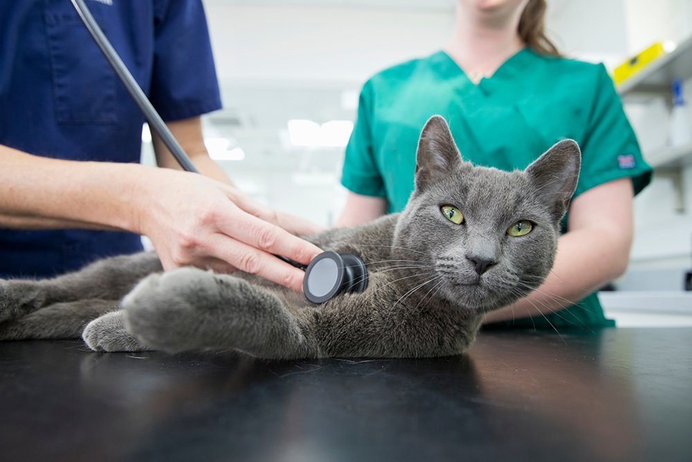 Understanding Heart Problems in Cats